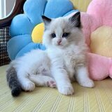 Ragdoll